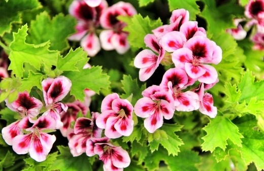 Scented pelargoniums flowers or leaves add fragrance and a zesty hit to cake mixes