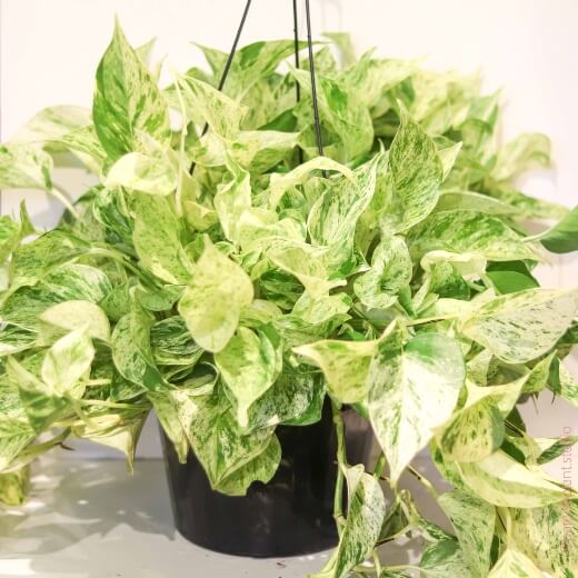 Snow Queen Pothos shares many of the same features and growing habits as the original but with a lot more white in the leaf’s variegation, hence the name “Snow Queen”