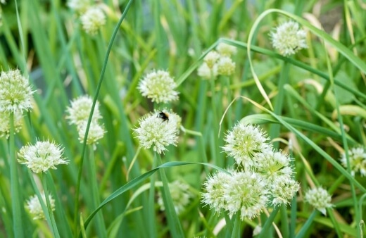 Spring onion flower have a wonderful rich flavour more akin to leeks than spring onions
