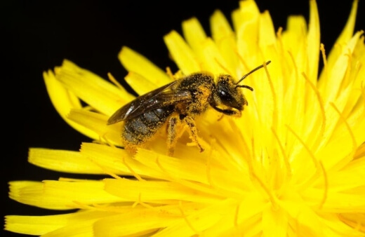 Stingless bees make their own nests and do produce honey, but require their entire reserves for overwintering colonies