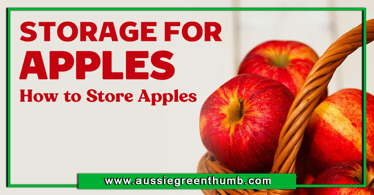 Storage for Apples – How to Store Apples