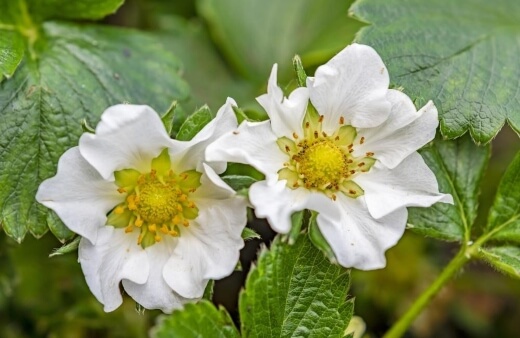 Strawberry flowers have a mild strawberry flavour and work really well as a garnish for cocktails and desserts