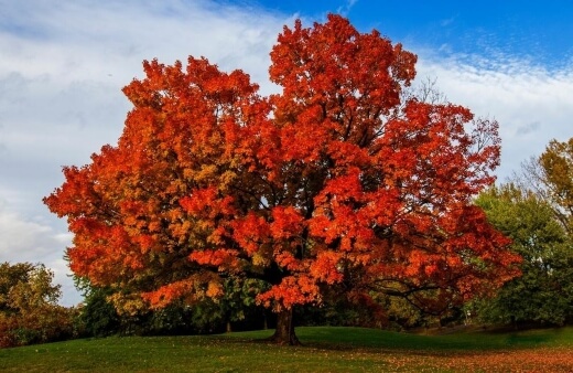 Sugar Maple is a large tree with leaves that turn yellow-orange in autumn