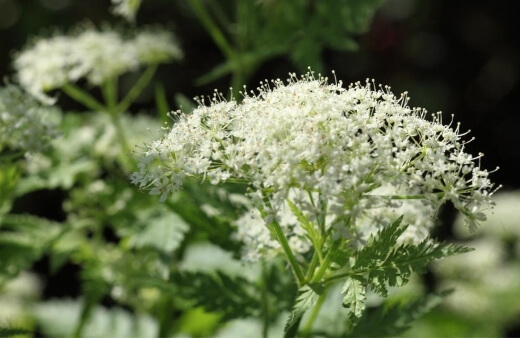 Sweet Cicely has a sweet aniseed flavour that keeps even through cooking