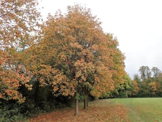 Sycamore Maple is one of the bigger maples but is not a popular landscape tree because it doesn’t have much autumn colour