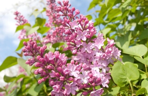 Syringa vulgaris can add that same fragrance to drinks and desserts