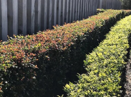 Syzygium Resilience Lilly Pilly Hedging