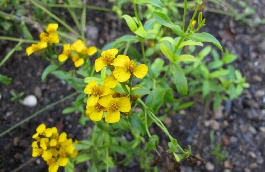 Tagetes lucida, or Sweet Mace, is a common culinary herb often used to substitute tarragon