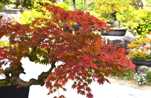 The Maple tree is the national tree of Canada