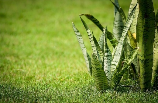 The snake plant is a slow grower but if you place it outdoors in summer, it might get a growing boost