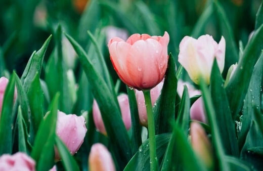 Tulip flowers have a delicate pea flavour, which is brilliant in salads