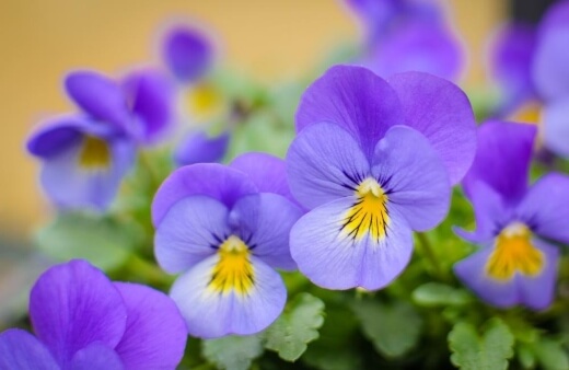 Viola's lettuce flavoured flowers work beautifully as a garnish for sweet and savoury dishes in equal measure