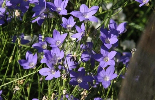 Wahlenbergia is one of the easiest edible flowers to grow in Australia