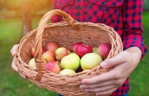 When to Harvest Apples