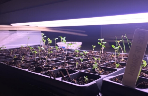 When to Use Growing Lights