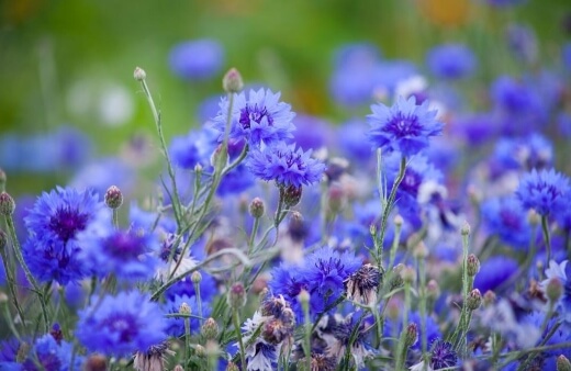 Cornflower are sweet and spicy with a slightly medicinal zing