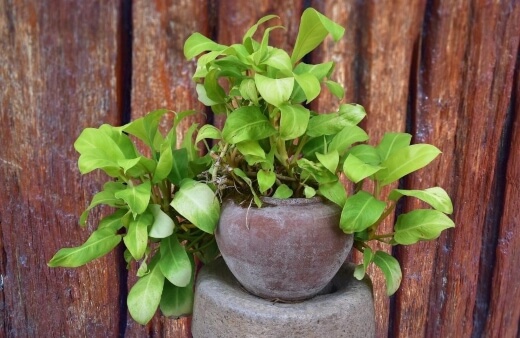 jade pothos features more of a contrast between dark-green and light-green in its leaves
