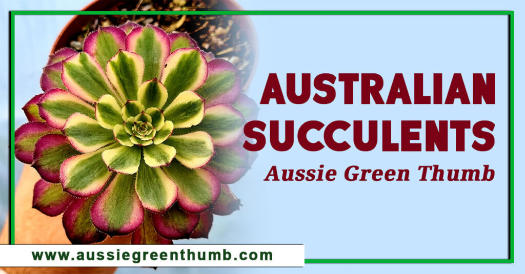 Australian Succulents Aussie Green Thumb