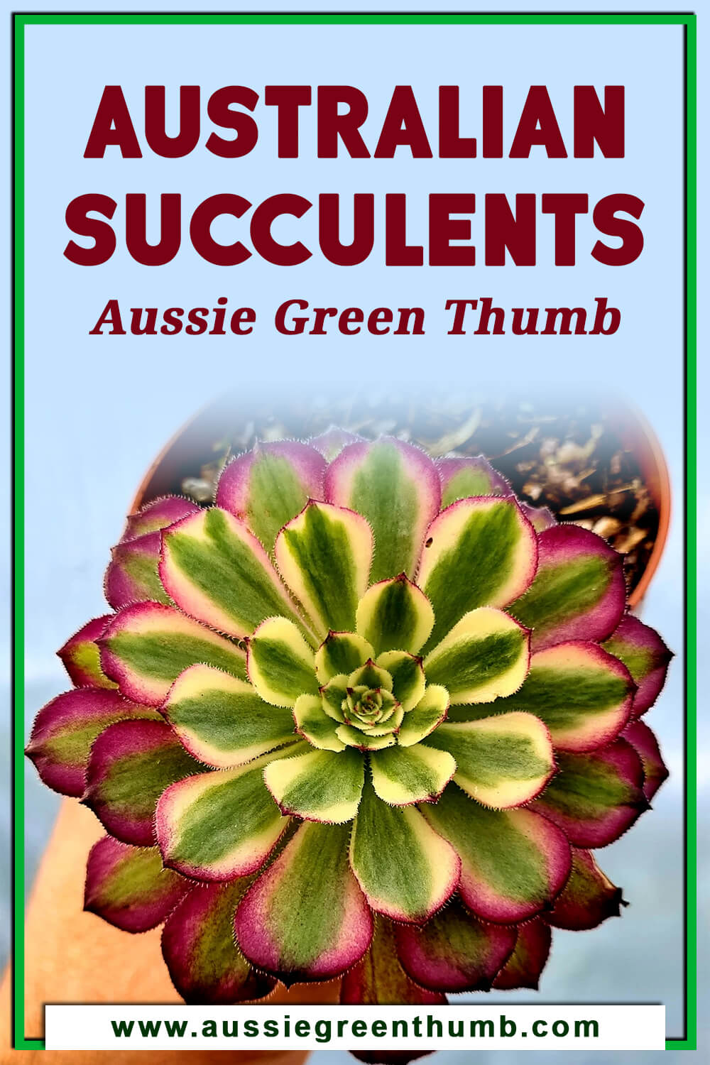 Australian Succulents Aussie Green Thumb