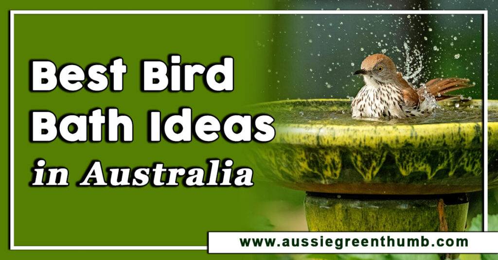 Best Bird Bath Ideas in Australia