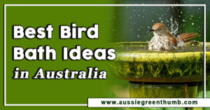 Best Bird Bath Ideas in Australia