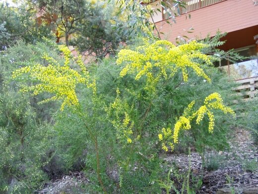 Acacia acinacea or Gold dust wattle is found native all over Australia