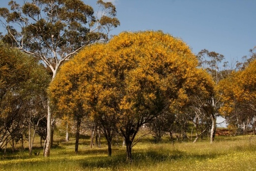 Acacia acuminata are often used to add to jams and preserves to give texture and a depth of flavour