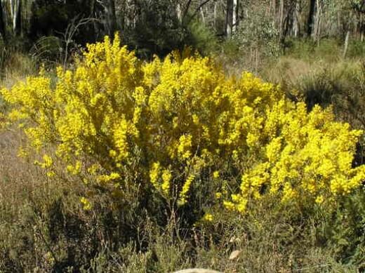 Acacia buxifolia commonly known as Box Leaf Wattle