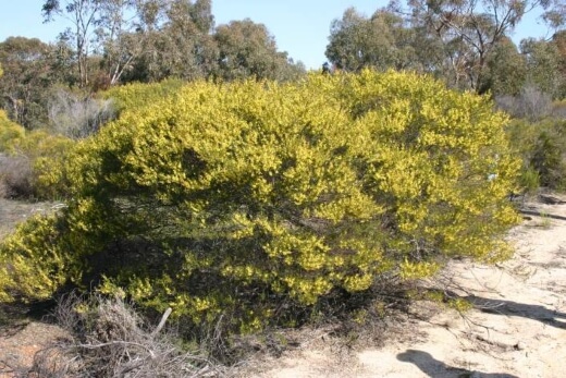 Acacia linifolia or White Wattle is a shrubby Acacia, growing to around 15ft at full maturity