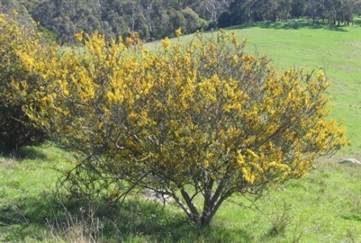 Acacia paradoxa or Kangaroo Thorn is incredibly invasive, but are a great low-maintenance option