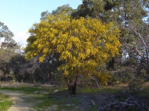 Acacia saligna is generally grown as a sturdy shrub but can be pruned into a single-stemmed tree with some care and attention