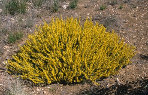 Acacia sclerophylla or Hard Leaf wattle is one of the toughest native shrubs in Australia