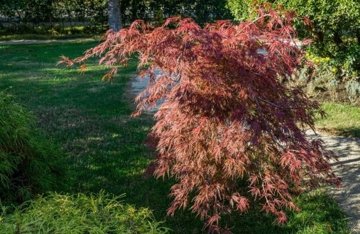 Acer palmatum var. Dissectum commonly known as Japanese Crimson King