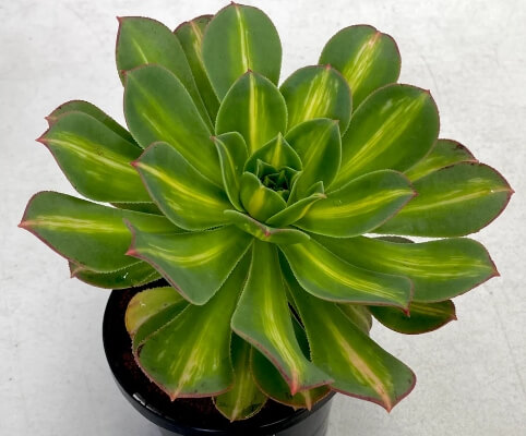 Aeonium ‘Lemon and Lime’ are huge with a 50cm diameter