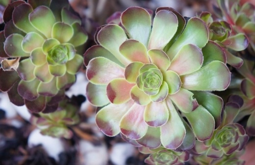 Aeonium Blushing Beauty is green with red or pink on the leaf edges in winter then the colours get bolder closer to summer