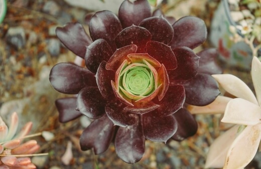 Aeonium Velour is muted in winter when it’s green with red edges on the leaves