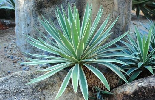 Agave angustifolia has green to yellow flowers and some varieties have white stripes on the leaves