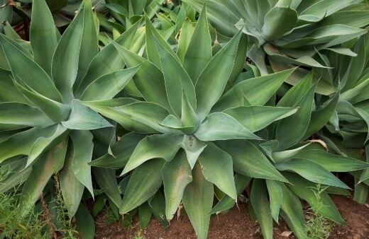 Agave attenuata is also called fox tail agave