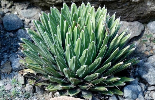 Agave victoriae reginae also know as Queen Victoria agave grows very slowly
