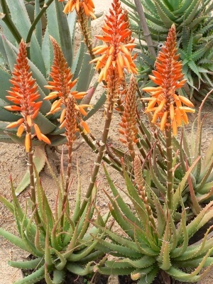 Aloe Andrea’s Orange is a hybrid aloe that has a long flowering period with bright orange tubular flowers