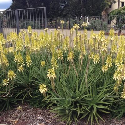 Aloe Bush Baby Yellow has lots of rosettes and can flower for up to 6 months