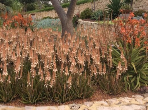 Aloe Fairy Pink grows better in a pot in tropical climate