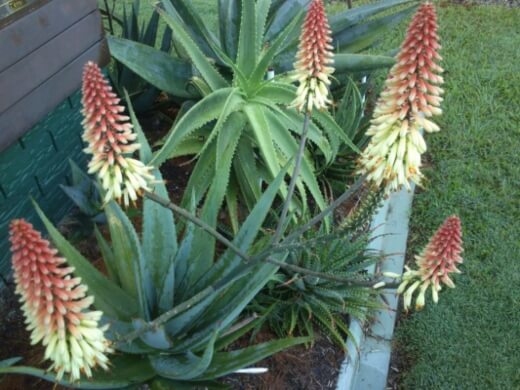 Aloe Ivory Dawn produces flowers sometimes up to 12 months in a row