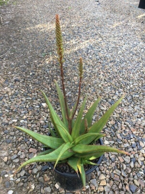 Aloe Sparkler once opened, show off orange and yellow colours