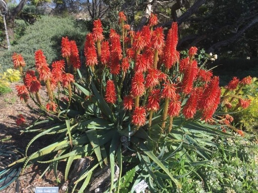 Aloe Super Red produces red flowers from late summer to winter and is a greyish-green colour