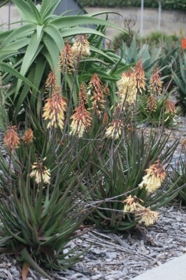 Aloe Winter Bells has thin dark green leaves, a red trim with white bell-shaped flowers in autumn and winter
