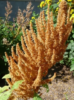 Amaranthus caudatus Autumn’s Touch grows to a fairly average 4ft. tall through one growing season and dies back completely, leaving masses of seed behind to regrow