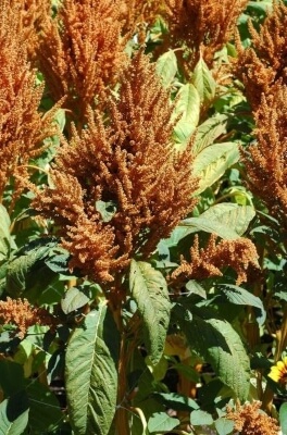 Amaranthus caudatus Copperhead are the perfect backdrop to red and orange bedding or native annuals