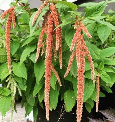 Amaranthus caudatus Coral Fountain has gorgeous architectural stems that burst through the foliage as red flashes wrapped in grass-green leaves