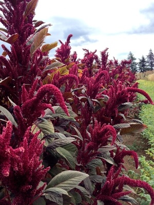 Amaranthus hybridus Opopeo grown both as a productive crop and an ornamental border plant